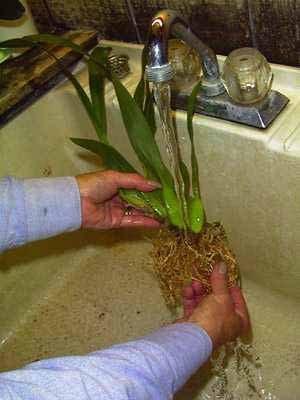 RINSING ROOTS
