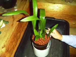PLACING IN OUTER POT