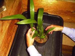 SETTING IN POT